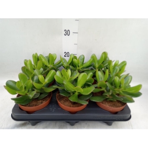 Crassula  'Magical Tree'