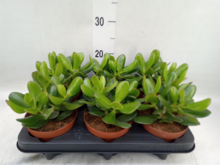 <h4>Crassula  'Magical Tree'</h4>