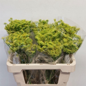 FOENICULUM VULGARE FOENICULUM VULGA