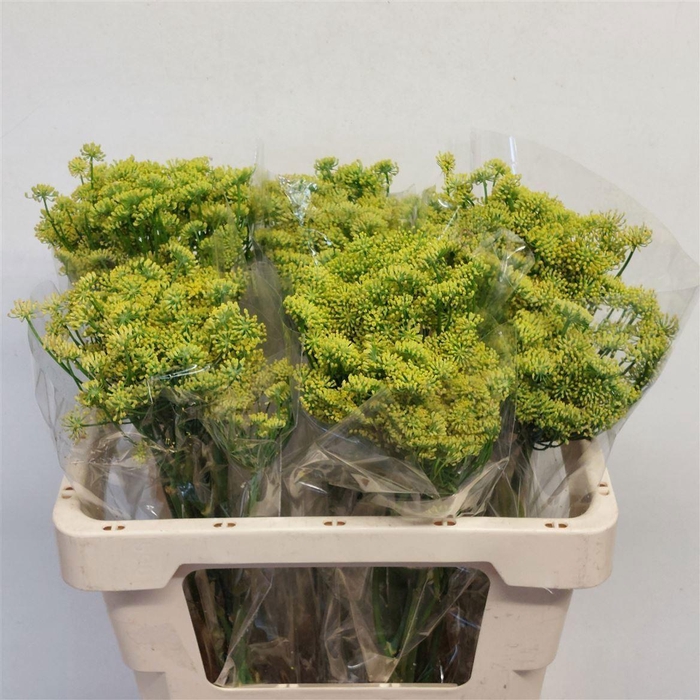 <h4>FOENICULUM VULGARE FOENICULUM VULGA</h4>