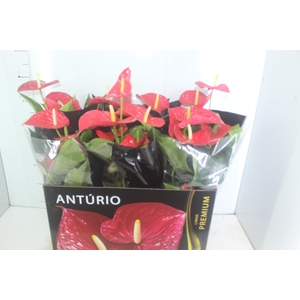 ANTHURIUM MICHIGAN P17 PREMIUM
