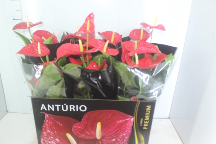 <h4>ANTHURIUM MICHIGAN P17 PREMIUM</h4>