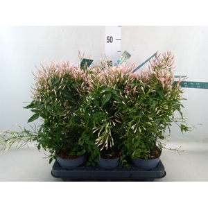 Jasminum polyanthum