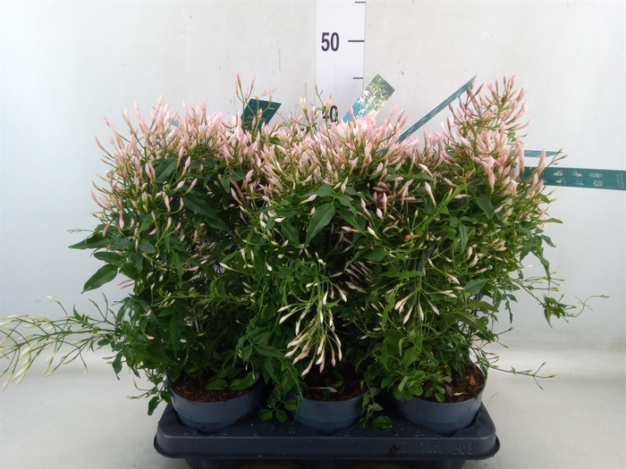 <h4>Jasminum polyanthum</h4>
