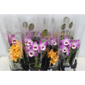 DENDROBIUM NOBILY P09 PREMIUM