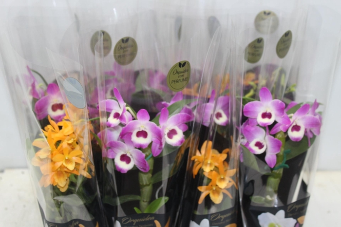 <h4>DENDROBIUM NOBILY P09 PREMIUM</h4>
