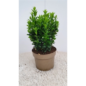 Euonymus Green Spire