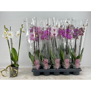 PHAL GEM