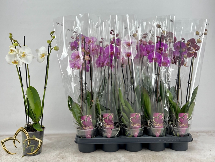 <h4>PHAL GEM</h4>