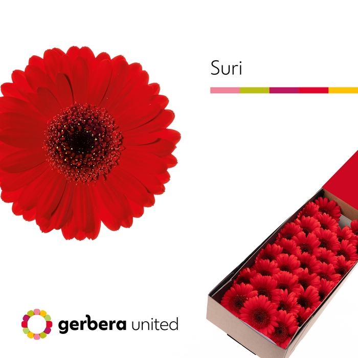 <h4>Germini Suri Half doos</h4>