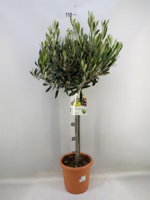 <h4>Olea europaea</h4>