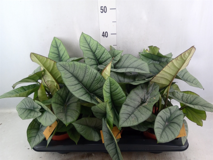 <h4>Alocasia   ...</h4>