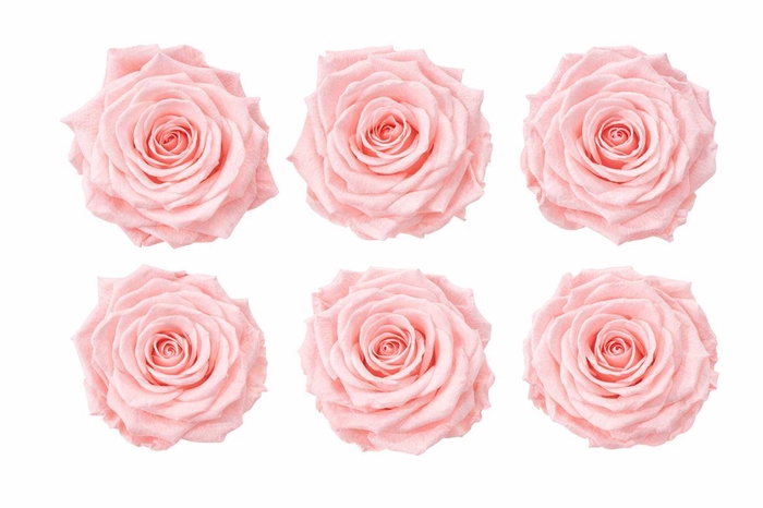 <h4>Ro Pres Classic Pink Soft</h4>