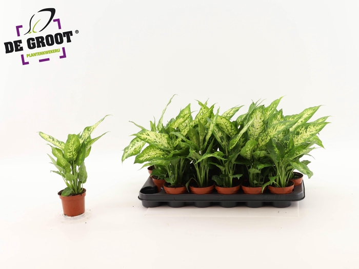 <h4>DIEFF COMPACTA</h4>