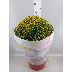 Chrysanthemum   ..GR