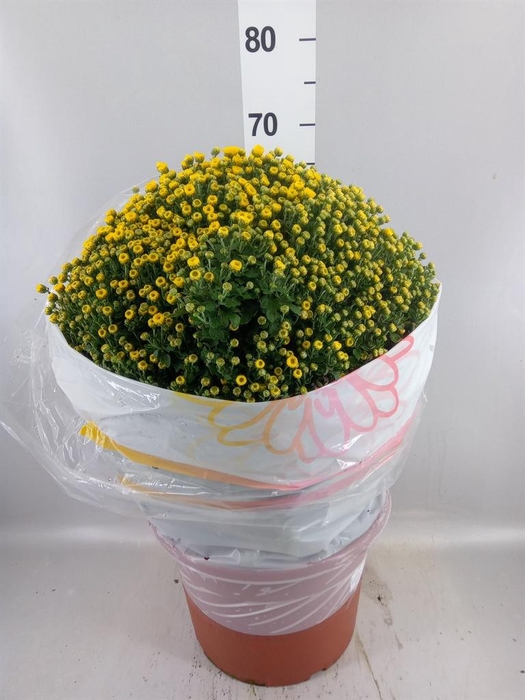 <h4>Chrysanthemum   ..GR</h4>