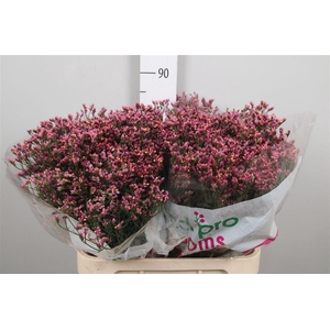 Lim Sin Tiffany Diamond