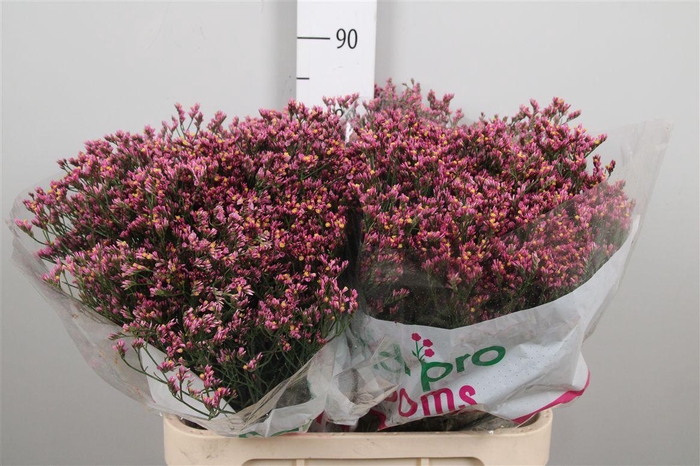 <h4>Lim Sin Tiffany Diamond</h4>