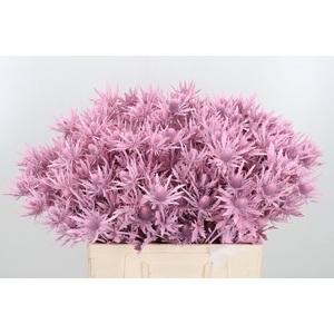 Eryn Orion Kl Bh Licht Roze