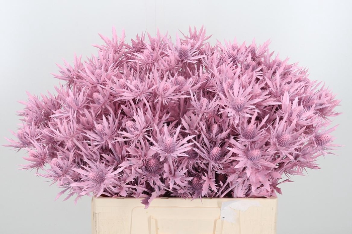 <h4>Eryn Orion Kl Bh Licht Roze</h4>