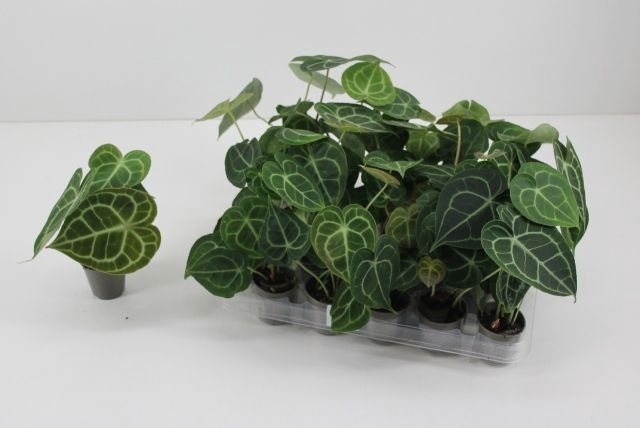 <h4>MINI ANTHU CLARINERVIUM P7</h4>