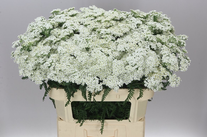 <h4>Achillea White Beauty</h4>