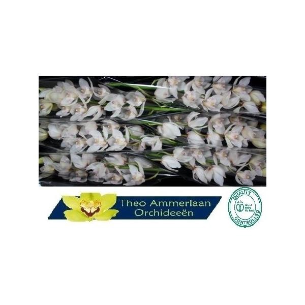 <h4>White Sensation 80 x8</h4>