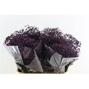 Gyps Grof Aubergine (dip)