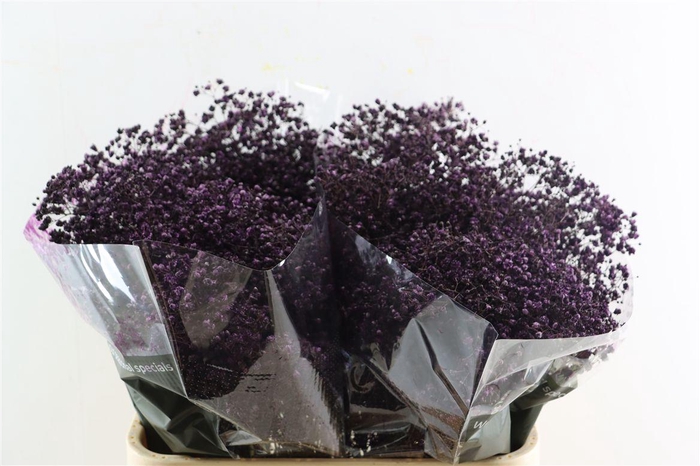 <h4>Gyps Grof Aubergine (dip)</h4>