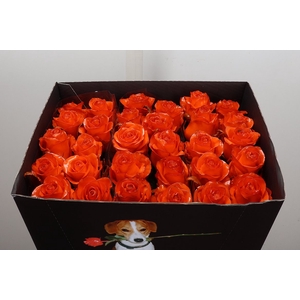 R Wx Classic Orange