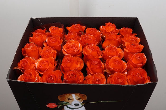<h4>R Wx Classic Orange</h4>
