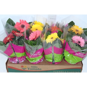 GERBERA P14 MIN 2 FLS