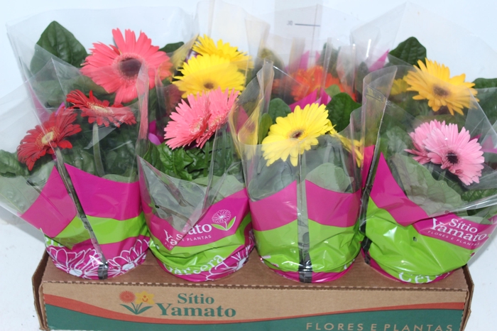 <h4>GERBERA P14 MIN 2 FLS</h4>