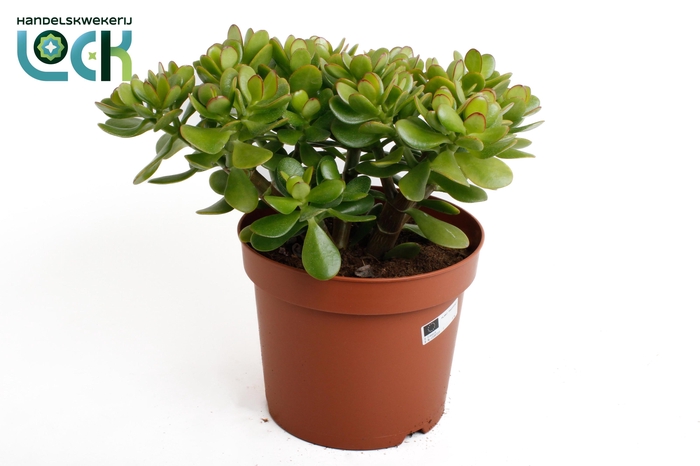 <h4>Crassula Ovata</h4>