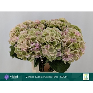 HYDR M CH VERENA CL