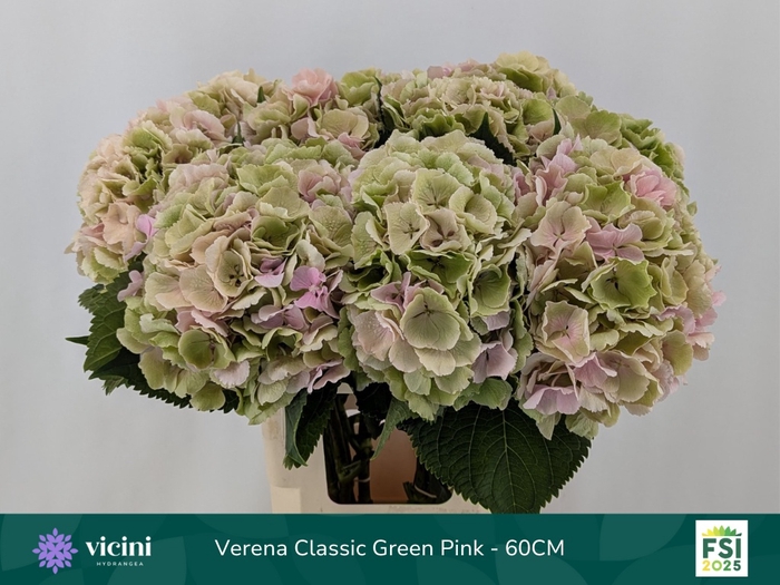 <h4>HYDR M CH VERENA CL</h4>