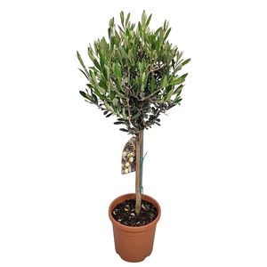 OLEA EUROPAEA
