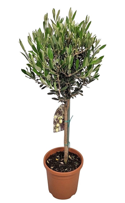<h4>OLEA EUROPAEA</h4>