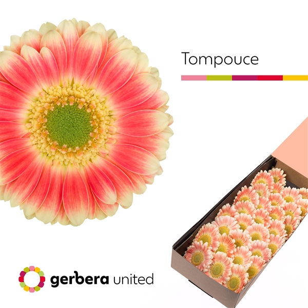 <h4>Ge Mi Tompouce Box United</h4>