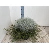 Leucoph Brownii + Muehlenbeckia