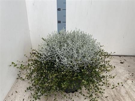 Leucoph Brownii + Muehlenbeckia