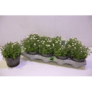 arr8 Saxif Ar Ic Pearl Wh