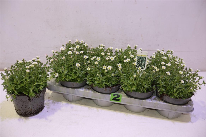 <h4>arr8 Saxif Ar Ic Pearl Wh</h4>