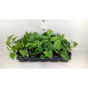 Epipremnum pinn. 'Aureum'