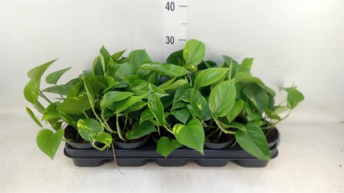 <h4>Epipremnum pinn. 'Aureum'</h4>