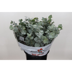 Euca Cinerea 150gr (per Stem)