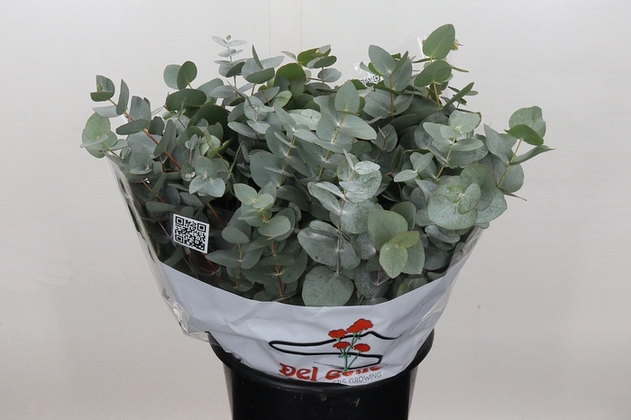 Euca Cinerea 150gr (per Stem)