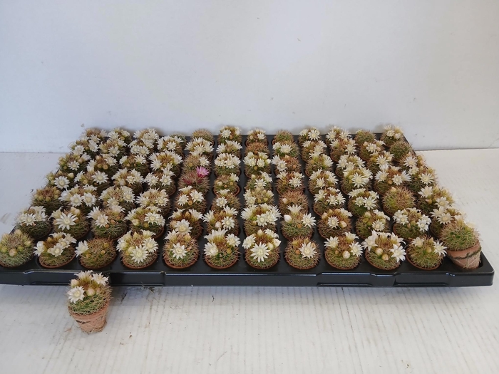 <h4>CACTUS GEM</h4>