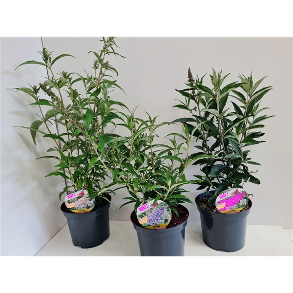 <h4>Buddleja Buzz in Sorten</h4>
