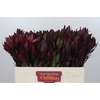 Leucadendron Saf Sunset Dark R.Spray